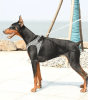 Petkit  Air Fly Dog Harness