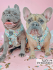 Sassy Woof Adjustable Harness