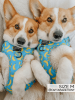 Sassy Woof Adjustable Harness