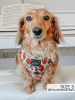 Sassy Woof Adjustable Harness