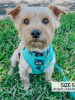 Sassy Woof Adjustable Harness