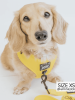 Sassy Woof Adjustable Harness