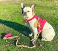 PoisePup Dog Harness