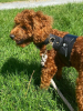 PoisePup Dog Harness