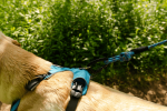 Massif 10MM Kernmantle Rope Dog-Leash