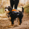 Adventurer 2-piece Pack With EZ Latch Dog Harness