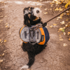 Adventurer 2-piece Pack With EZ Latch Dog Harness