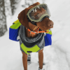 Adventurer 2-piece Pack With EZ Latch Dog Harness