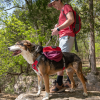 Adventurer 2-piece Pack With EZ Latch Dog Harness