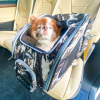 Petique's 5-in-1 Dog Carrier