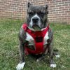 Crimson Venture Paw Pull-Control Dog Harness