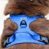 Mountain Lake Venture Paw No-Pull Dog Harness