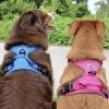 Mountain Lake Venture Paw No-Pull Dog Harness