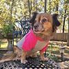 Pink on Gray Color-Block Dog Hoodie