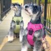 Wild Raspberry Venture Paw No-Pull Dog Harness