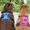 Wild Raspberry Venture Paw No-Pull Dog Harness